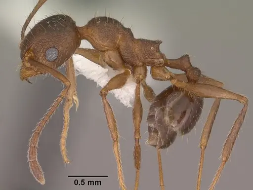 Pheidole cockerelli specimen CASENT0102873 image casent0102873_3