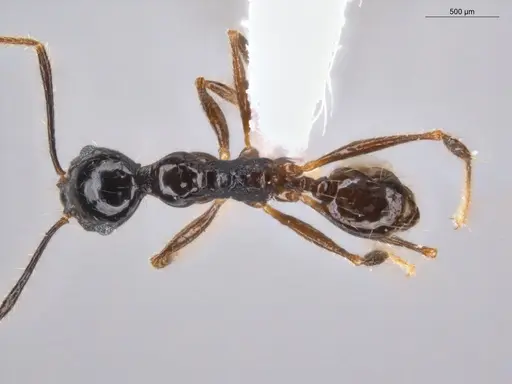 Pheidole coffeicola specimen ECOFOG-GAL18-0159-19 image ecofog-gal18-0159-19_1
