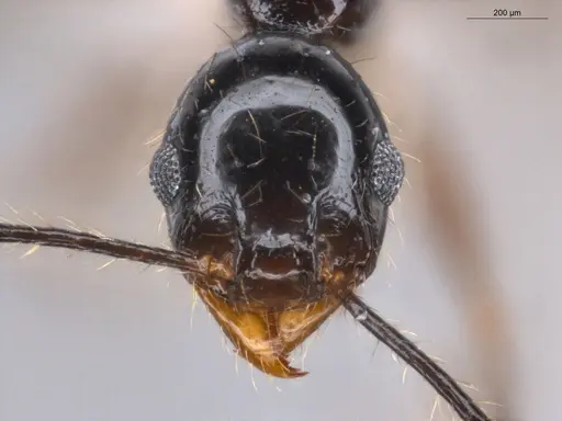 Pheidole coffeicola specimen ECOFOG-GAL18-0159-19 image ecofog-gal18-0159-19_2