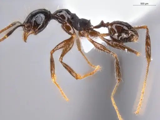 Pheidole coffeicola specimen ECOFOG-GAL18-0159-19 image ecofog-gal18-0159-19_3