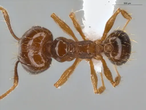 Pheidole coffeicola specimen ECOFOG-KR17-0005-08 image ecofog-kr17-0005-08_1