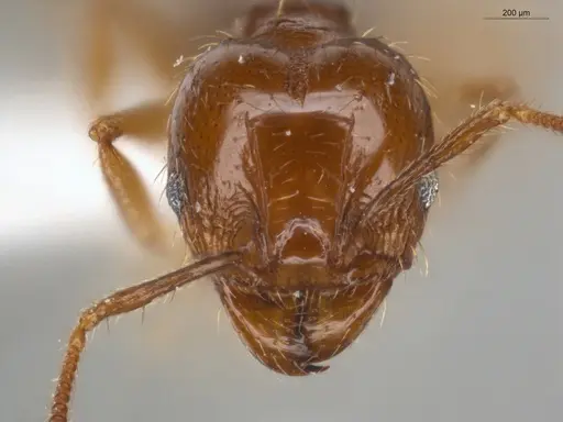 Pheidole coffeicola specimen ECOFOG-KR17-0005-08 image ecofog-kr17-0005-08_2