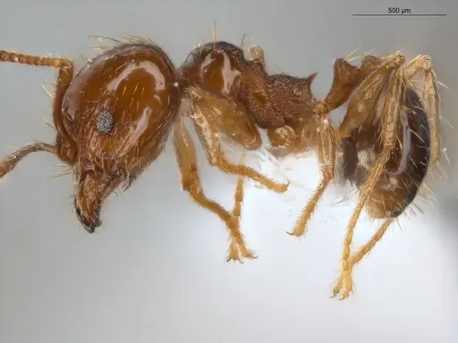 Pheidole coffeicola specimen ECOFOG-KR17-0005-08 image ecofog-kr17-0005-08_3