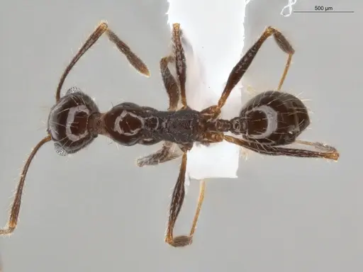 Pheidole coffeicola specimen ECOFOG-KR17-0054-06 image ecofog-kr17-0054-06_1