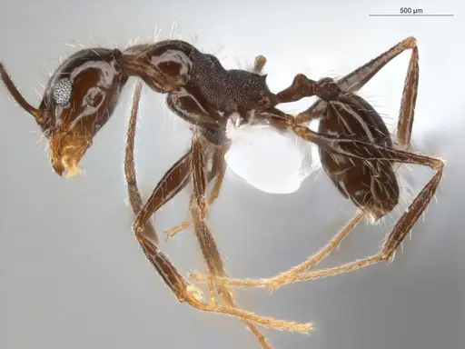 Pheidole coffeicola specimen ECOFOG-KR17-0054-06 image ecofog-kr17-0054-06_3