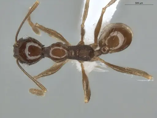 Pheidole coffeicola specimen ECOFOG-MI15-0410-06 image ecofog-mi15-0410-06_1