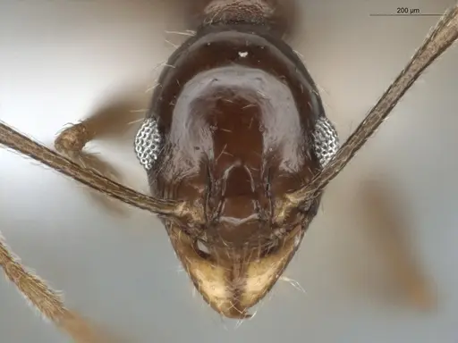 Pheidole coffeicola specimen ECOFOG-MI15-0410-06 image ecofog-mi15-0410-06_2