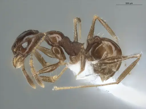 Pheidole coffeicola specimen ECOFOG-MI15-0410-06 image ecofog-mi15-0410-06_3