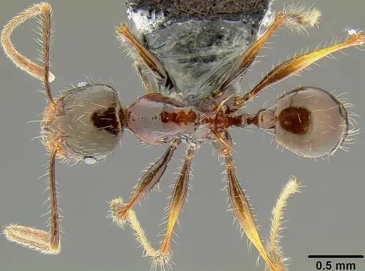 Pheidole colaensis specimen CASENT0171020 image casent0171020_1