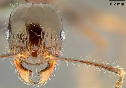 Pheidole colaensis specimen CASENT0171020 image casent0171020_2