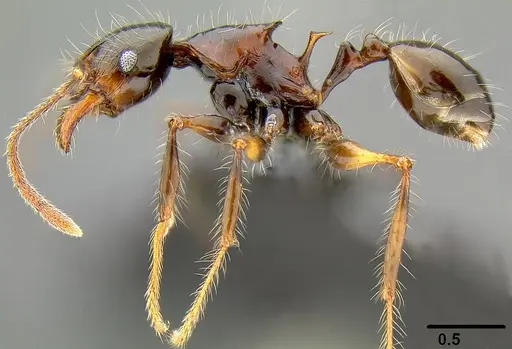 Pheidole colaensis specimen CASENT0171020 image casent0171020_3