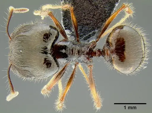 Pheidole colaensis specimen CASENT0171103 image casent0171103_1