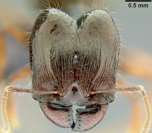 Pheidole colaensis specimen CASENT0171103 image casent0171103_2