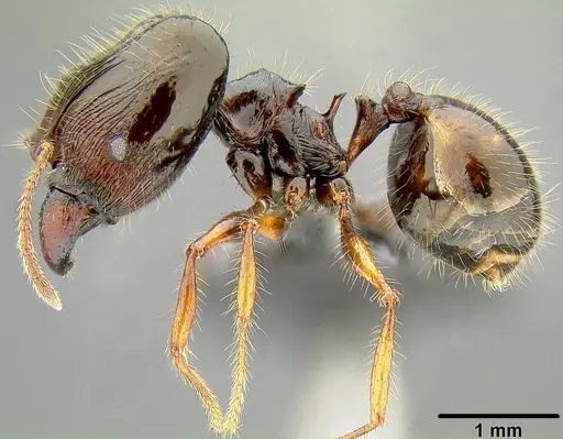 Pheidole colaensis specimen CASENT0171103 image casent0171103_3