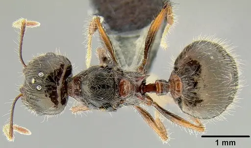 Pheidole colaensis specimen CASENT0174041 image casent0174041_1