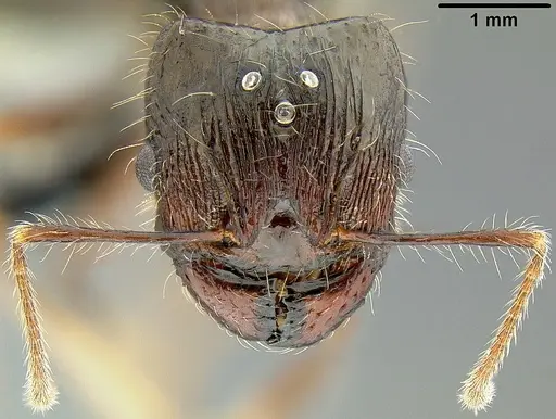 Pheidole colaensis specimen CASENT0174041 image casent0174041_2