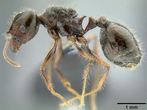 Pheidole colaensis specimen CASENT0174041 image casent0174041_3