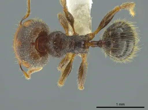 Pheidole colobopsis specimen CASENT0619464 image casent0619464_1