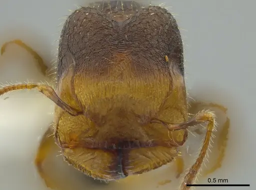 Pheidole colobopsis specimen CASENT0619464 image casent0619464_2