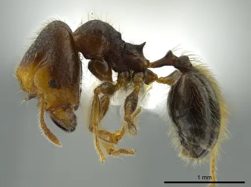 Pheidole colobopsis specimen CASENT0619464 image casent0619464_3