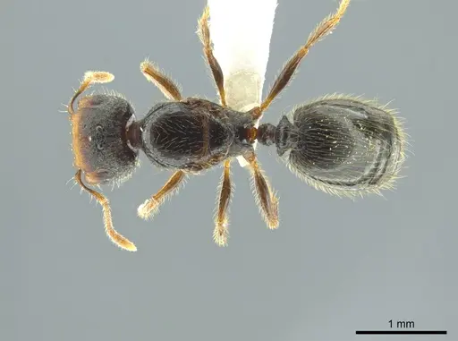 Pheidole colobopsis specimen CASENT0619476 image casent0619476_1