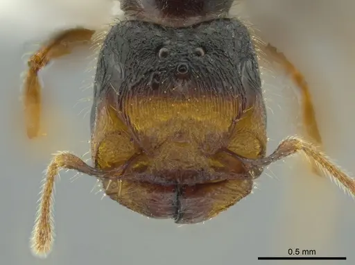 Pheidole colobopsis specimen CASENT0619476 image casent0619476_2