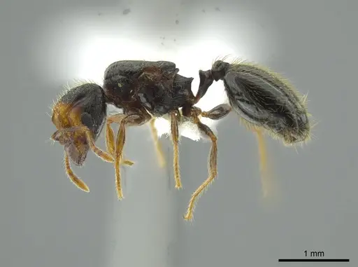 Pheidole colobopsis specimen CASENT0619476 image casent0619476_3