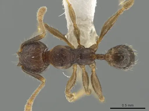 Pheidole colobopsis specimen CASENT0619478 image casent0619478_1