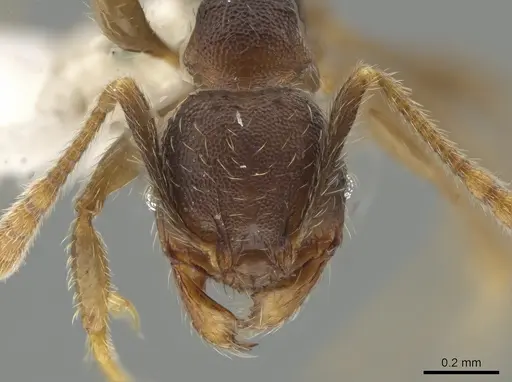 Pheidole colobopsis specimen CASENT0619478 image casent0619478_2