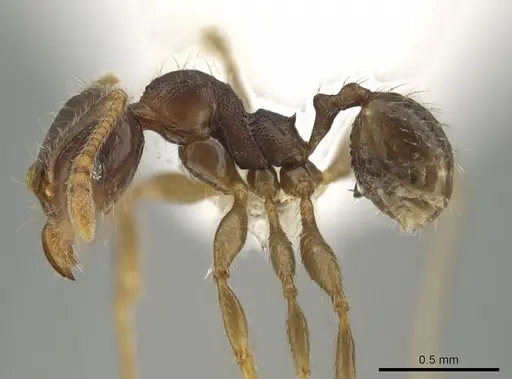 Pheidole colobopsis specimen CASENT0619478 image casent0619478_3