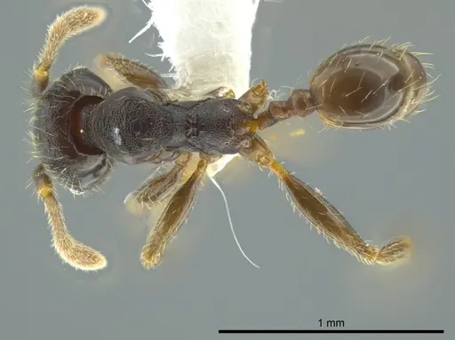 Pheidole colobopsis specimen CASENT0619698 image casent0619698_1
