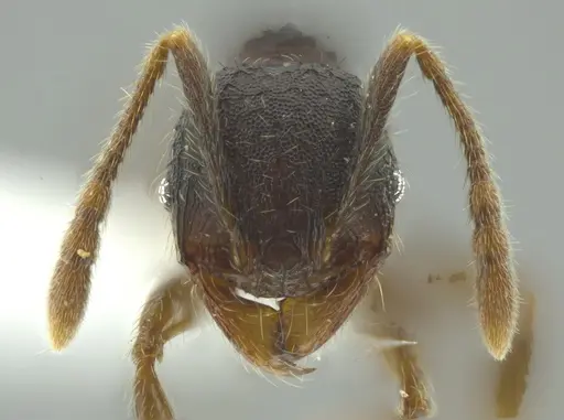 Pheidole colobopsis specimen CASENT0619698 image casent0619698_2
