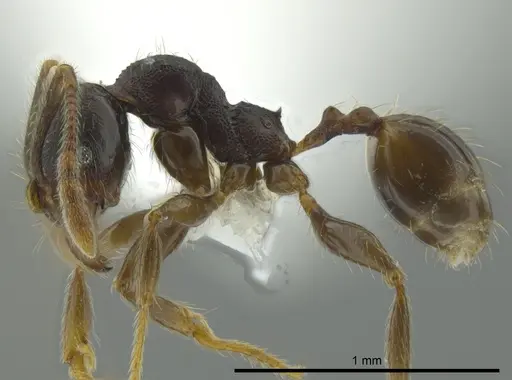 Pheidole colobopsis specimen CASENT0619698 image casent0619698_3