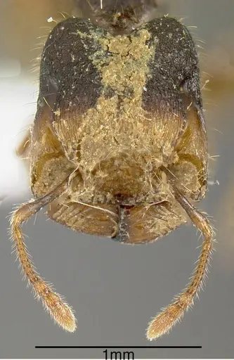 Pheidole colobopsis specimen INB0003622456 image inb0003622456_1