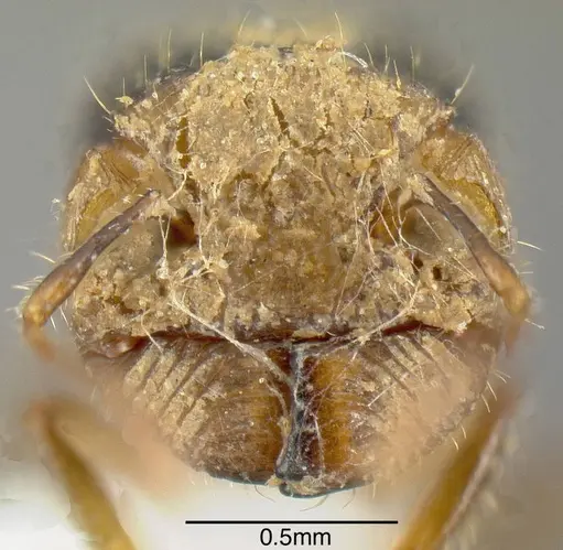 Pheidole colobopsis specimen INB0003622456 image inb0003622456_2
