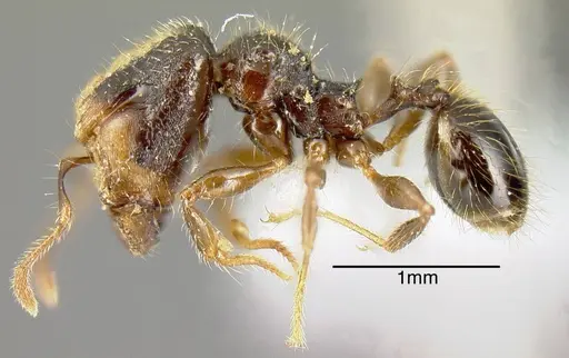 Pheidole colobopsis specimen INB0003622456 image inb0003622456_3