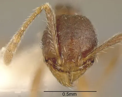 Pheidole colobopsis specimen INBIOCRI001282072 image inbiocri001282072_1