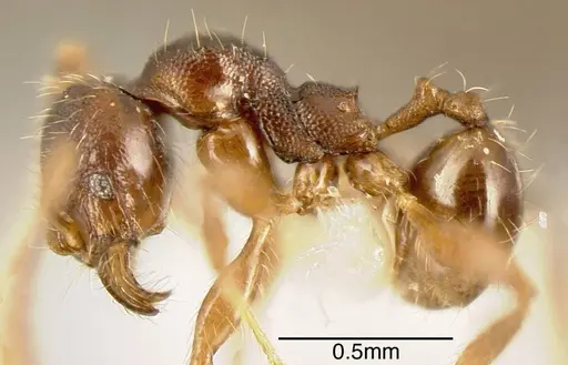 Pheidole colobopsis specimen INBIOCRI001282072 image inbiocri001282072_2
