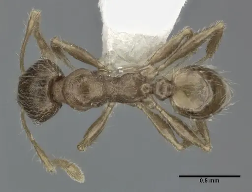 Pheidole colpigaleata specimen CASENT0246116 image casent0246116_1