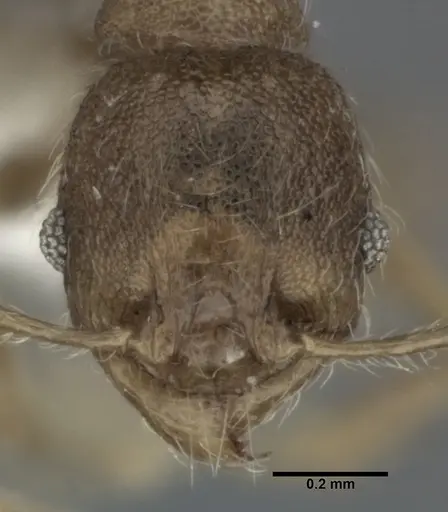 Pheidole colpigaleata specimen CASENT0246116 image casent0246116_2