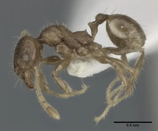 Pheidole colpigaleata specimen CASENT0246116 image casent0246116_3