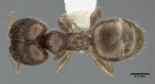 Pheidole colpigaleata specimen CASENT0246117 image casent0246117_1