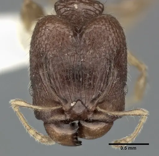 Pheidole colpigaleata specimen CASENT0246117 image casent0246117_2