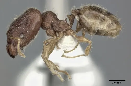 Pheidole colpigaleata specimen CASENT0246117 image casent0246117_3