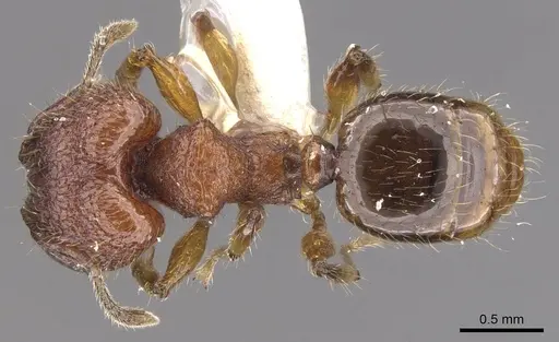 Pheidole colpigaleata specimen CASENT0905875 image casent0905875_1