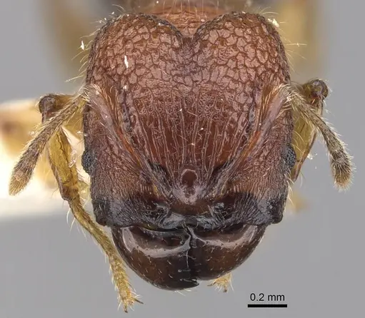 Pheidole colpigaleata specimen CASENT0905875 image casent0905875_2