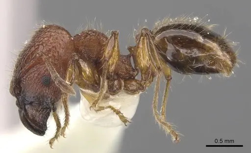 Pheidole colpigaleata specimen CASENT0905875 image casent0905875_3
