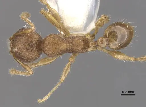 Pheidole colpigaleata specimen CASENT0905876 image casent0905876_1