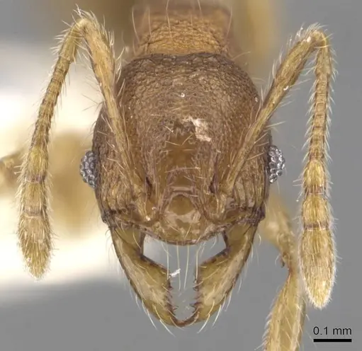 Pheidole colpigaleata specimen CASENT0905876 image casent0905876_2