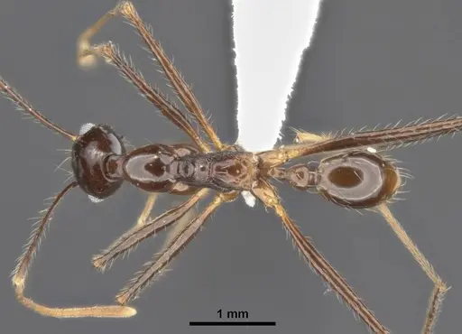 Pheidole comata specimen ANTWEB1008101 image antweb1008101_1